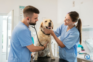 Veterinarian Marketing Agency - Industry Pages - Quinn Marketing