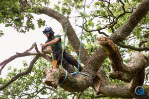 Arborist & Tree Removal Marketing Agency - Industry Pages - Quinn Marketing